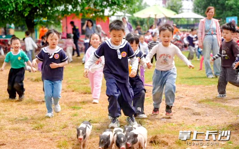 小朋友在比赛抓猪。均为景区供图 小朋友在比赛抓猪。均为景区供图