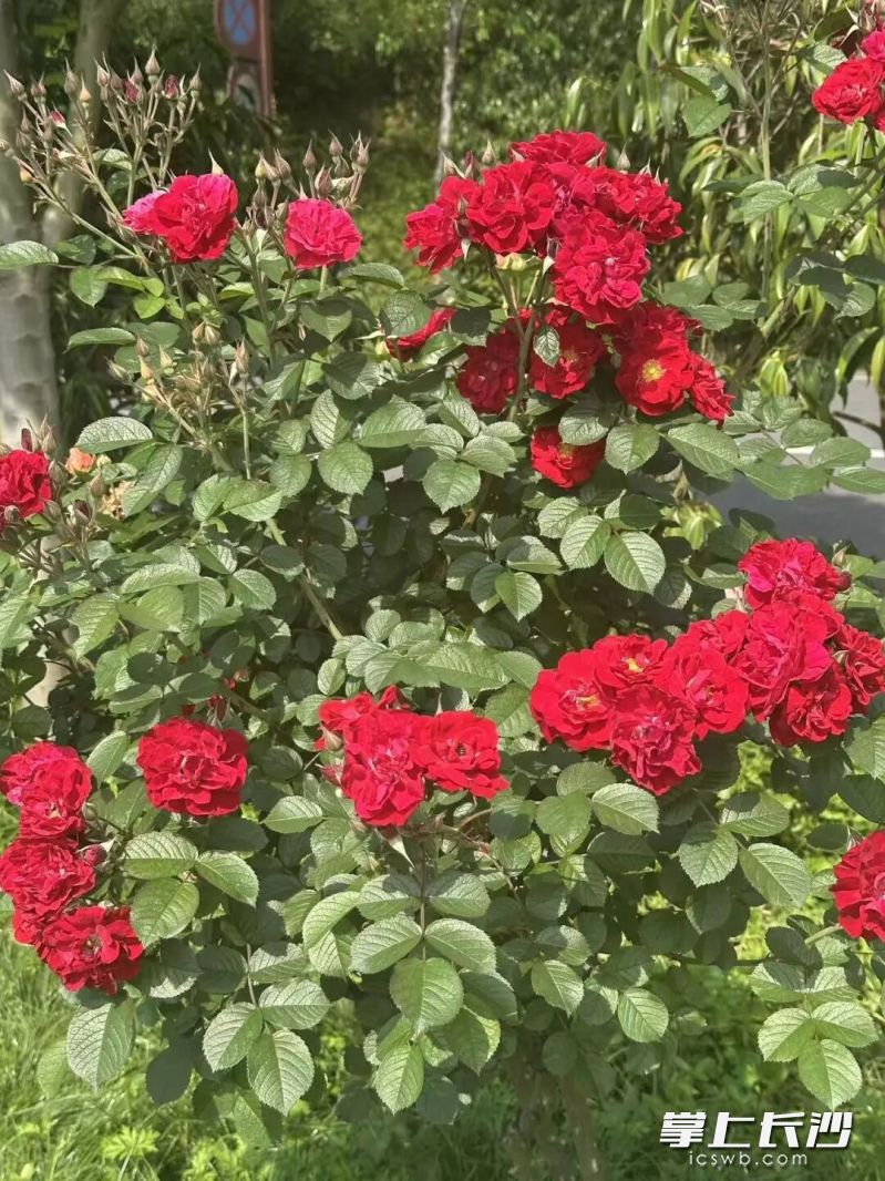 丰花月季花朵成簇开放。 丰花月季花朵成簇开放。