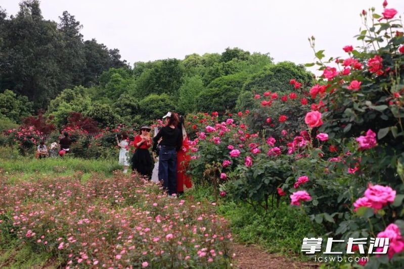 游客在月季花前拍照打卡。 均为长沙晚报通讯彭炜摄 游客在月季花前拍照打卡。 均为长沙晚报通讯彭炜摄