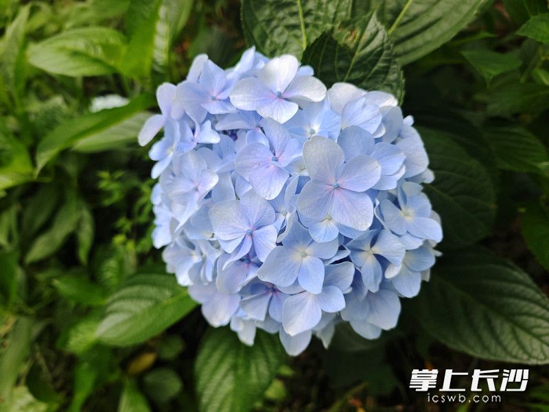 绣球花开得正好。 绣球花开得正好。