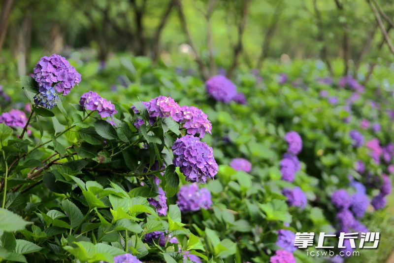 绣球花将氛围感拉满。 绣球花将氛围感拉满。
