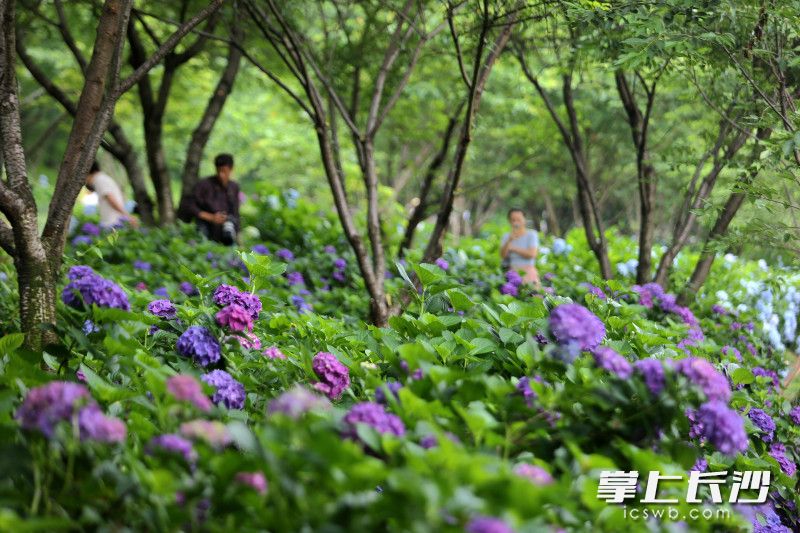满坡绣球花。 满坡绣球花。