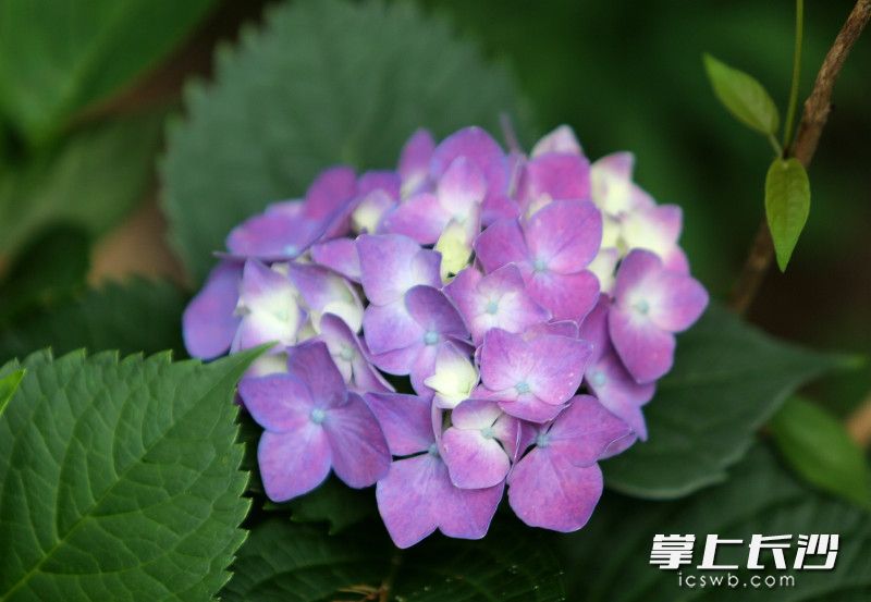 省植物园的绣球花5月下旬进入花期。 省植物园的绣球花5月下旬进入花期。