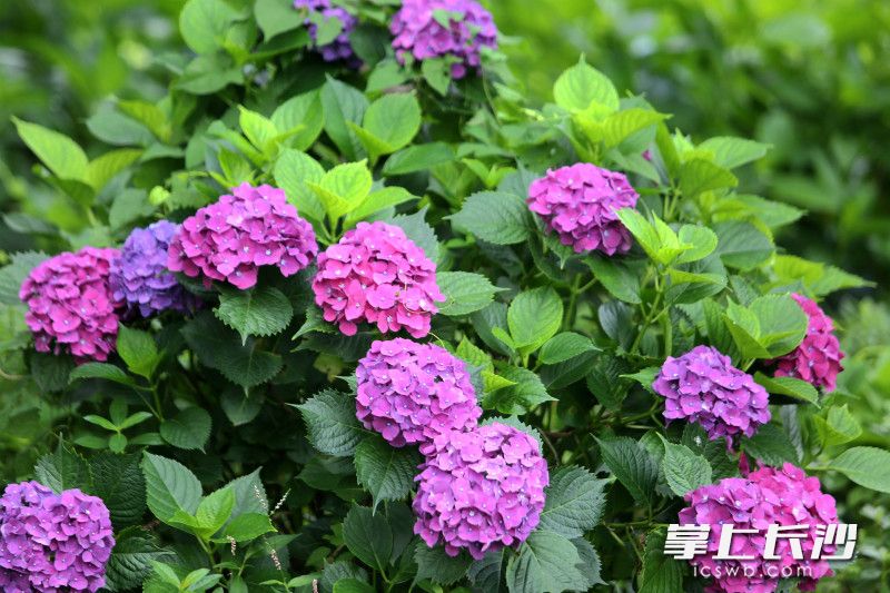 红宝石色泽浓郁明艳。 红宝石色泽浓郁明艳。
