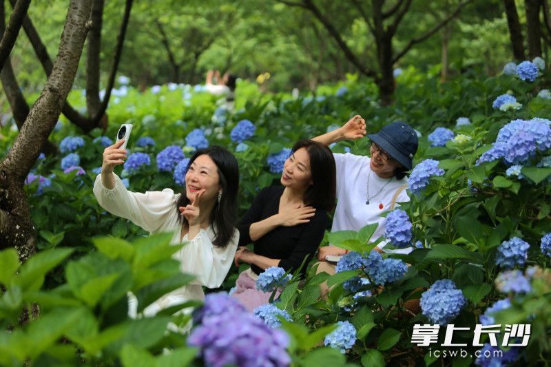 市民游客在赏花打卡。省植物园“夏之恋”花展文化节今日启幕。 均为长沙晚报全媒体记者贺文兵摄 市民游客在赏花打卡。省植物园“夏之恋”花展文化节今日启幕。 均为长沙晚报全媒体记者贺文兵摄