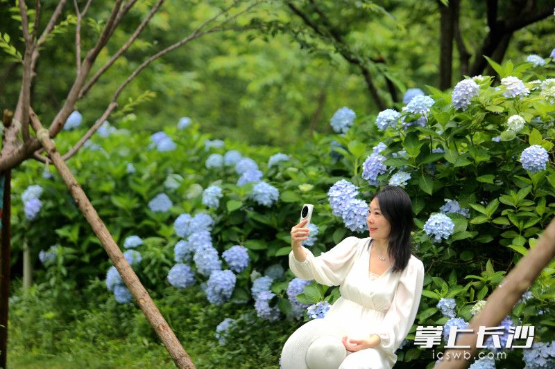专门从星沙前来赏花的赵晶边拍照片边发朋友圈。 专门从星沙前来赏花的赵晶边拍照片边发朋友圈。