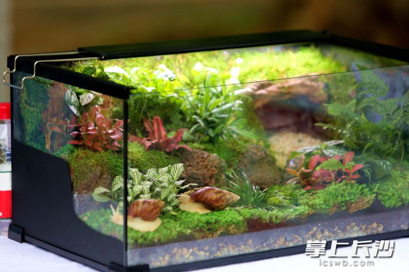 植物故事会让你读懂自然生长的奥秘。 植物故事会让你读懂自然生长的奥秘。