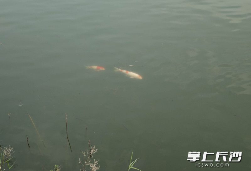 鱼群重现跃进湖。均为长沙晚报全媒体记者 贺文兵 摄 鱼群重现跃进湖。均为长沙晚报全媒体记者 贺文兵 摄