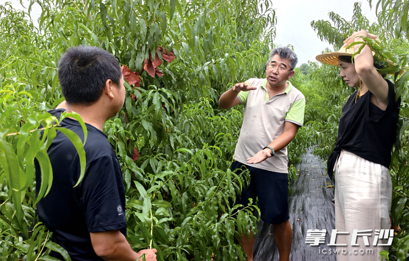 邵铁城在果园传授种植技术。 邵铁城在果园传授种植技术。