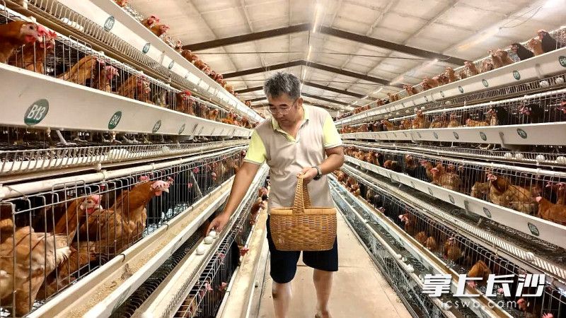 邵铁城在鸡棚捡蛋。均为长沙晚报通讯员 张海湘 贺钰婷 摄影报道 邵铁城在鸡棚捡蛋。均为长沙晚报通讯员 张海湘 贺钰婷 摄影报道