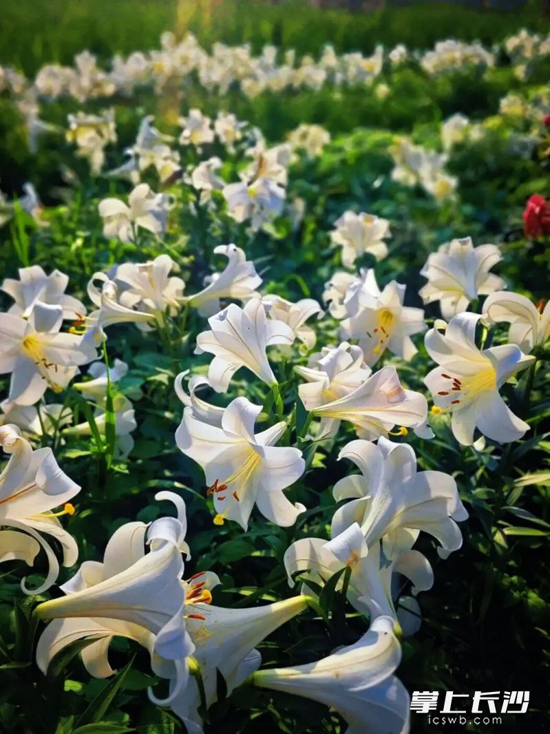 拾亩花村。 拾亩花村。