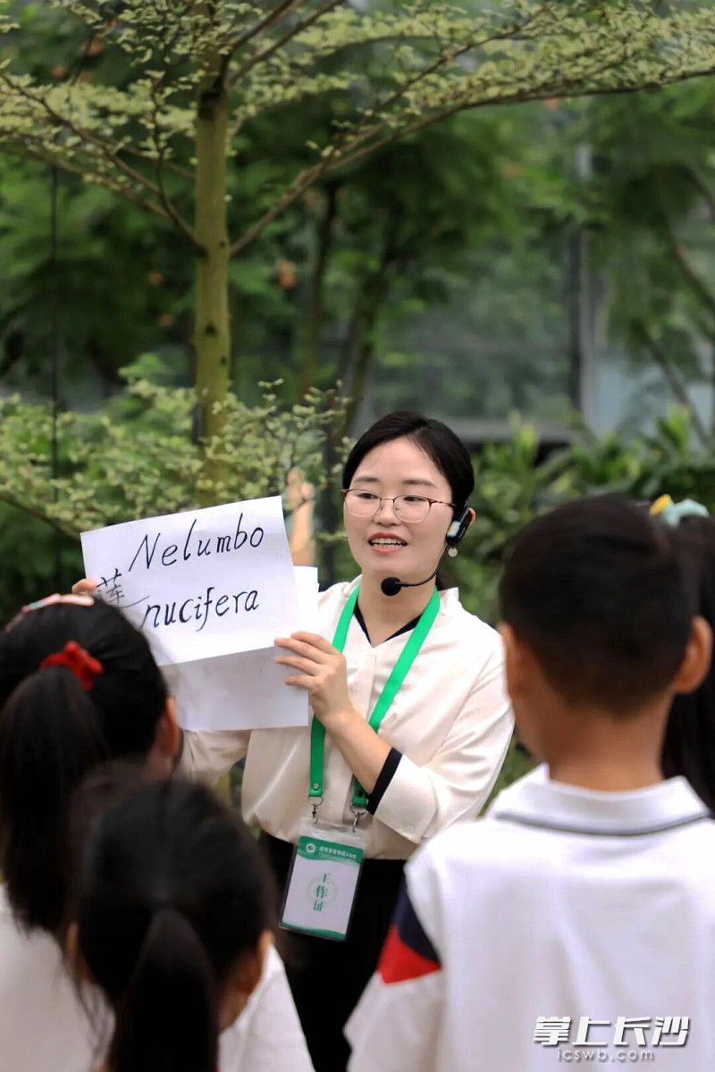 科普老师细致区分荷花与睡莲的核心差异。 科普老师细致区分荷花与睡莲的核心差异。