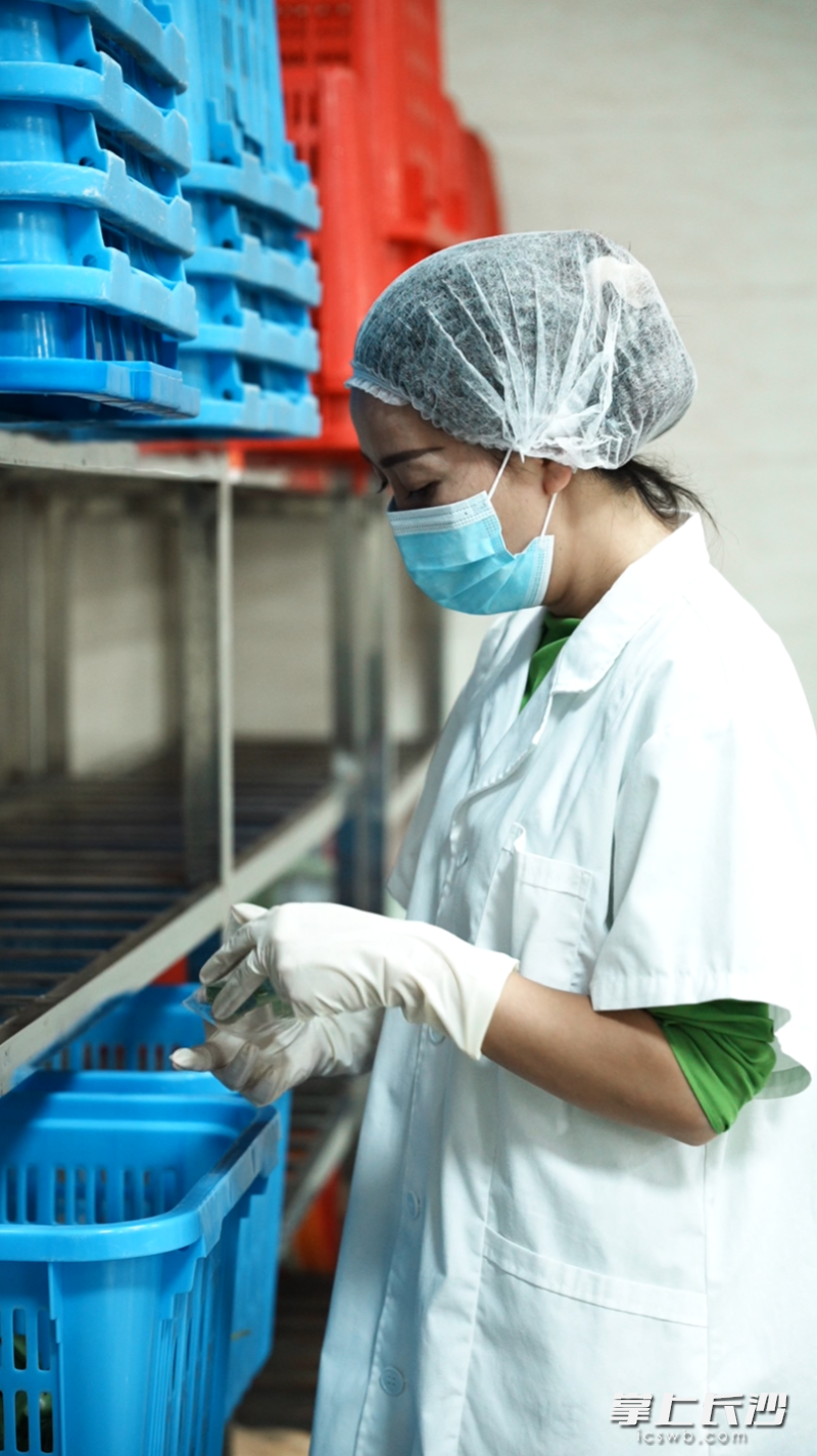 在天心区校园食品安全快检中心,工作人员正在对采购的蔬菜做农残检测,确保校园食品安全。 均为长沙晚报全媒体记者林暘摄 在天心区校园食品安全快检中心,工作人员正在对采购的蔬菜做农残检测,确保校园食品安全。 均为长沙晚报全媒体记者林暘摄