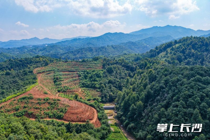 周锦平的养殖场在浏阳市普迹镇五丰村天鹅抱蛋湾一处山旮旯内。 均为长沙晚报全媒体记者邹麟摄 周锦平的养殖场在浏阳市普迹镇五丰村天鹅抱蛋湾一处山旮旯内。 均为长沙晚报全媒体记者邹麟摄