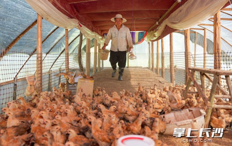 周锦平在养殖场孵化的鸡苗。 周锦平在养殖场孵化的鸡苗。