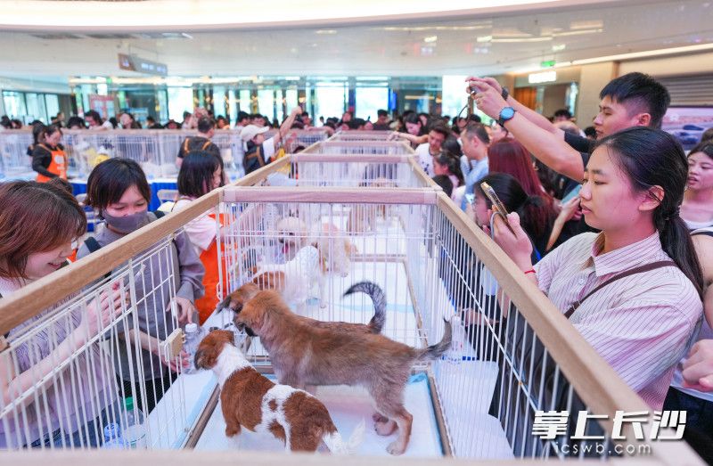 170只毛孩子等待有缘人。