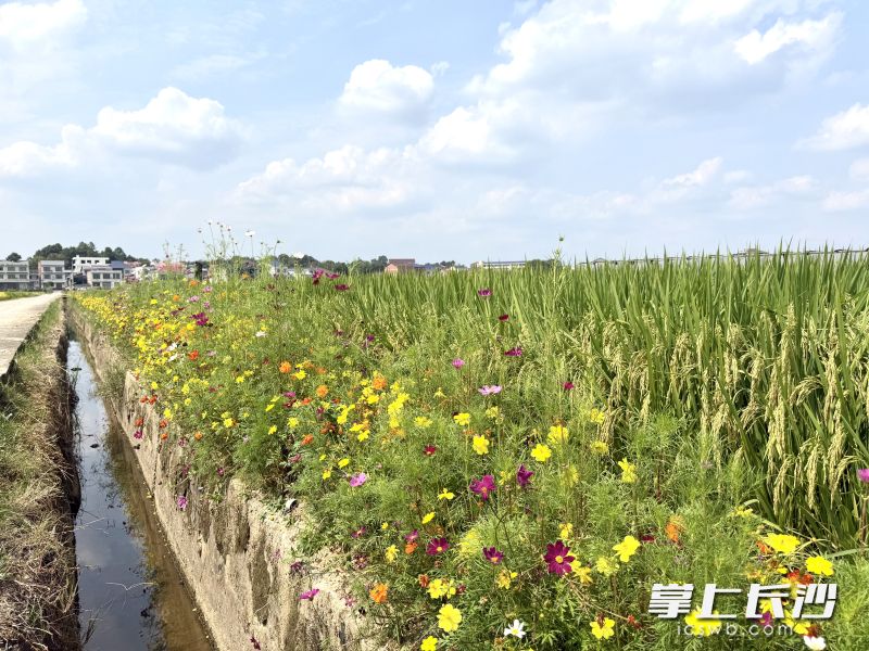 田埂开出“防虫花”。 长沙晚报全媒体记者 朱泽寰 摄 田埂开出“防虫花”。 长沙晚报全媒体记者 朱泽寰 摄