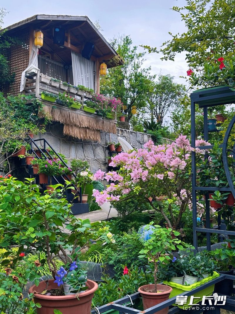 餐厅一角打造得郁郁葱葱繁花似锦。 餐厅一角打造得郁郁葱葱繁花似锦。