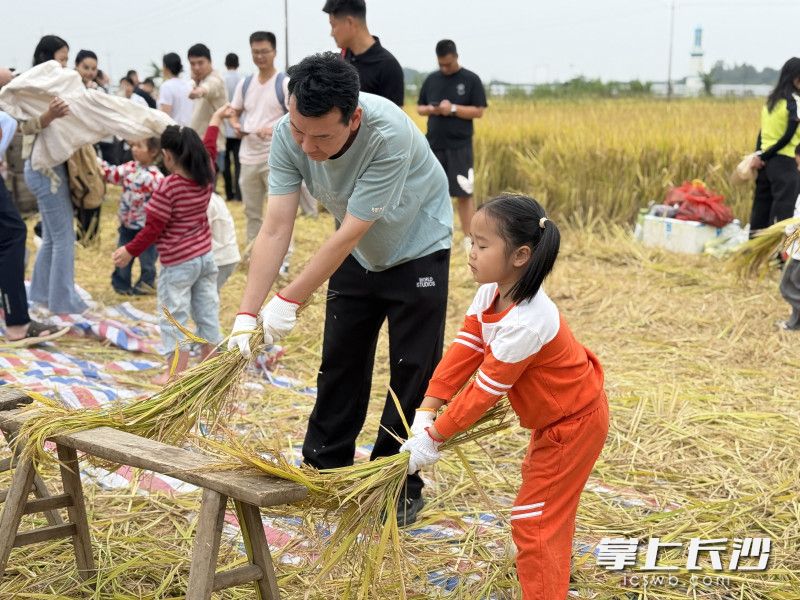 家长和孩子们一起体验古法打稻。 家长和孩子们一起体验古法打稻。