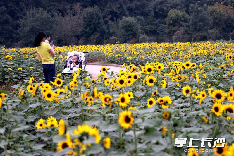 省植物园9个品种、7万余株向日葵连片绽放。均为长沙晚报全媒体记者贺文兵摄 省植物园9个品种、7万余株向日葵连片绽放。均为长沙晚报全媒体记者贺文兵摄
