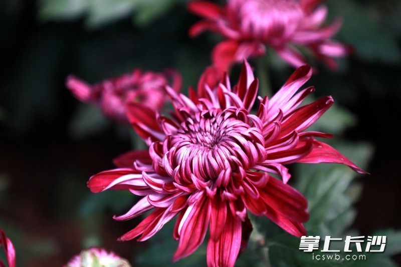 菊花绽放。 菊花绽放。