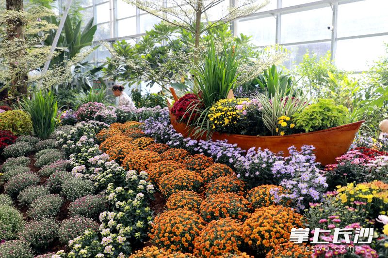 省植物园天际苑温室室内菊花展看点十足。 省植物园天际苑温室室内菊花展看点十足。
