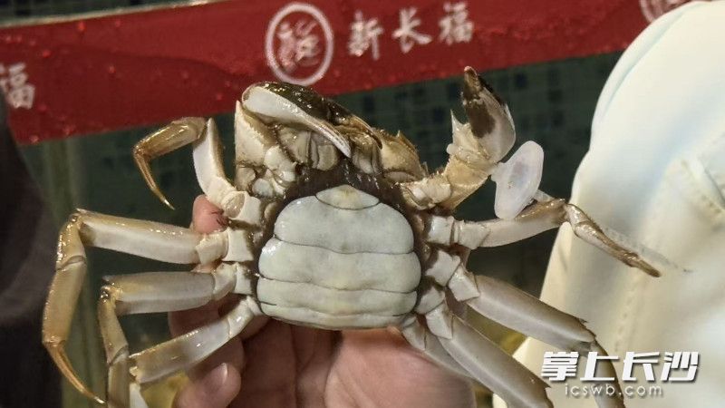 大闸蟹膏满肉嫩、鲜甜饱满。 大闸蟹膏满肉嫩、鲜甜饱满。