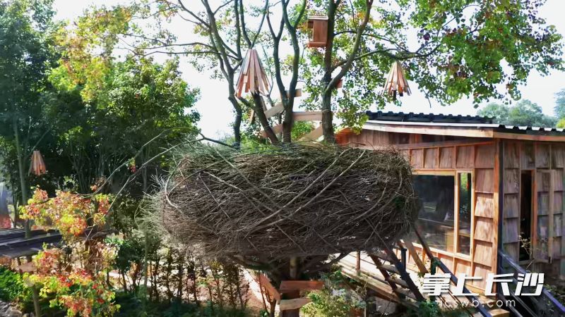 就连建造房屋余下的树枝废料,也没有被随意丢弃。匠人把枯枝拼接搭建,造出一个直径三米的巨型鸟巢装置。 就连建造房屋余下的树枝废料,也没有被随意丢弃。匠人把枯枝拼接搭建,造出一个直径三米的巨型鸟巢装置。