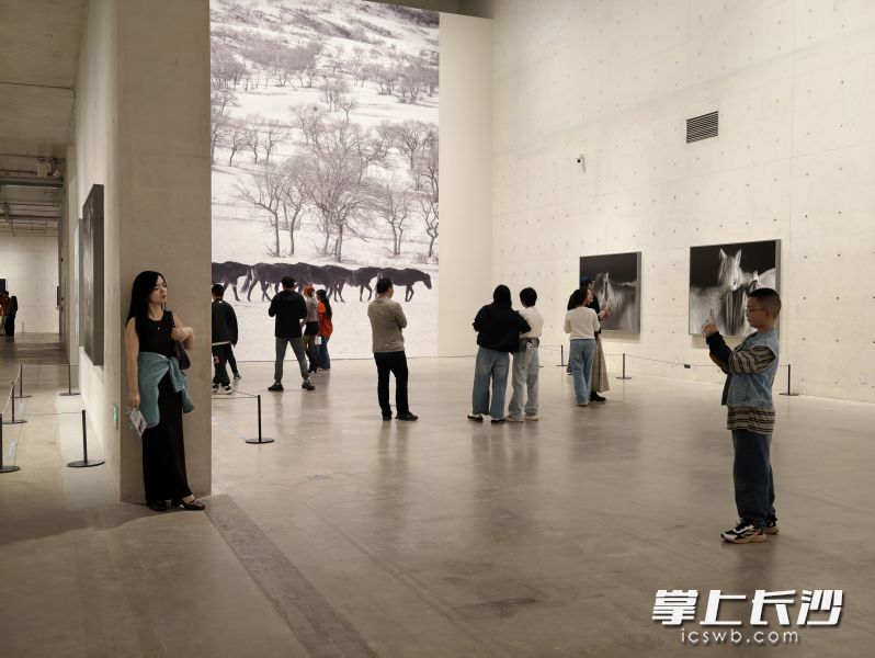 国庆期间,《马·相:谢子龙影像作品展》全国首展面向公众免费开放。 国庆期间,《马·相:谢子龙影像作品展》全国首展面向公众免费开放。