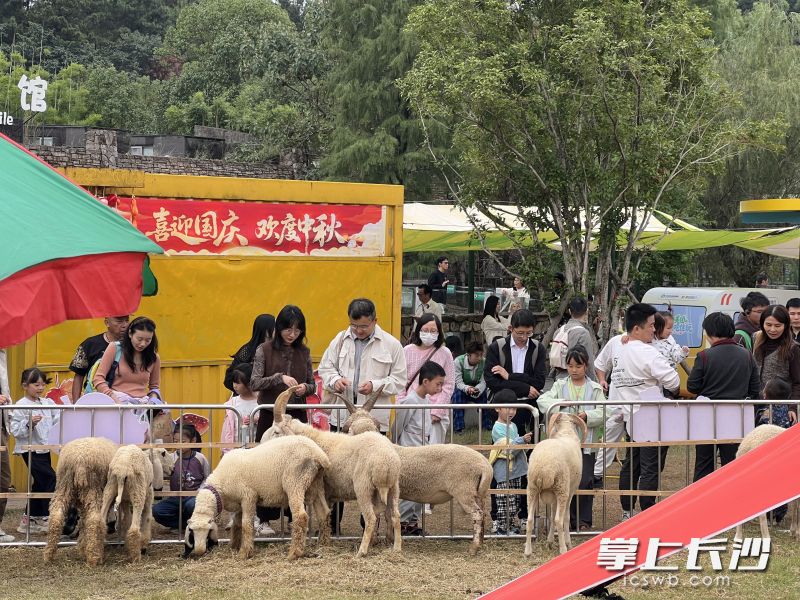 “动物不忙，农场很忙”互动营地热闹非凡。