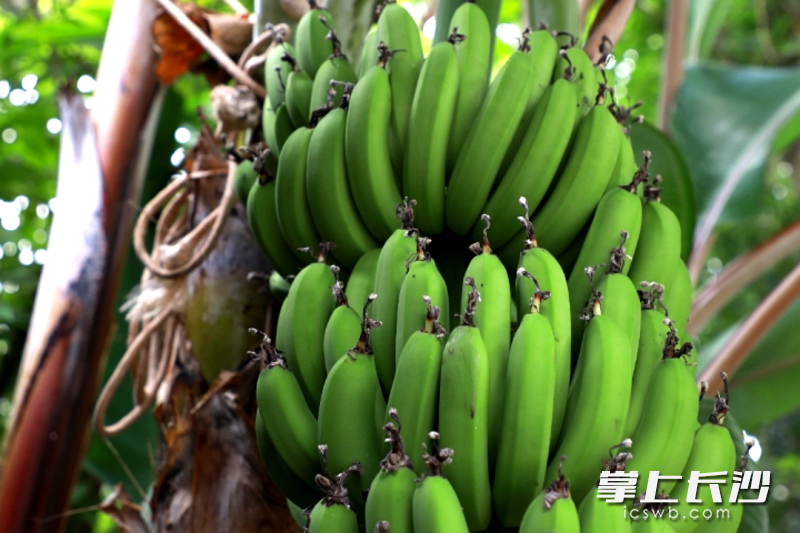 巨型香蕉树上挂满了香蕉。均为长沙晚报通讯员彭炜摄