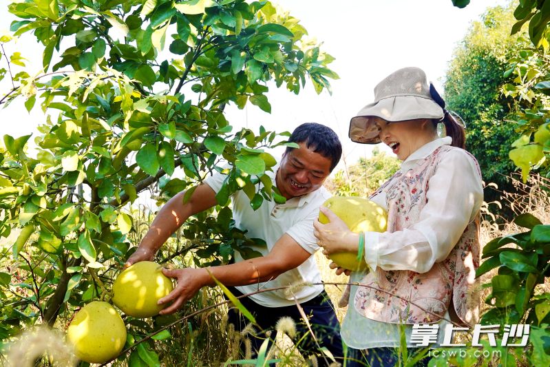 宁乡大屯营镇梅湖村500亩柚子基地迎来大丰收,果园负责人成坚强和妻子在开心采摘。均为长沙晚报全媒体记者 张禹 通讯员 段华良 摄影报道 宁乡大屯营镇梅湖村500亩柚子基地迎来大丰收,果园负责人成坚强和妻子在开心采摘。均为长沙晚报全媒体记者 张禹 通讯员 段华良 摄影报道