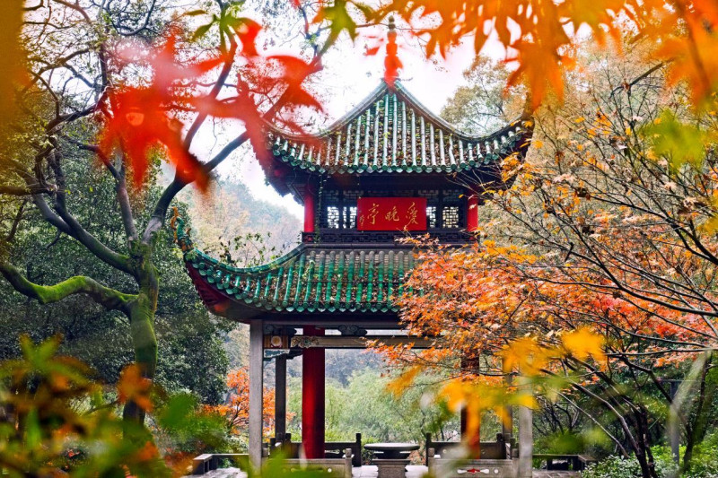 岳麓山的红枫