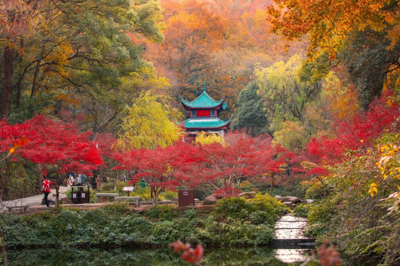 “万山红遍，层林尽染”的美景