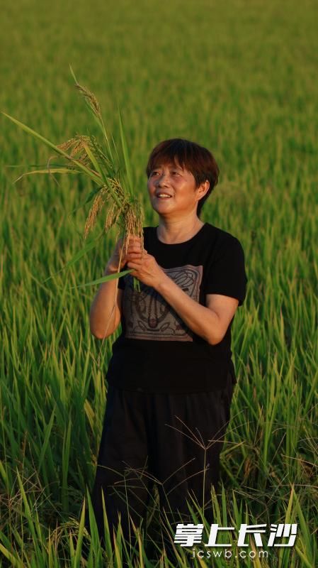 沙市镇河背村农户喜迎丰收。 沙市镇河背村农户喜迎丰收。