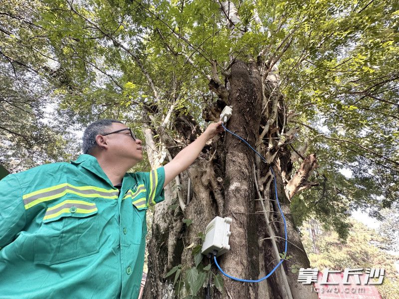 雨花区园林绿化维护中心选派的专家、技术人员组成的普查团队,为辖区古树逐一“体检”建档。 均为全媒体记者 周游 通讯员 高兴 摄影报道 雨花区园林绿化维护中心选派的专家、技术人员组成的普查团队,为辖区古树逐一“体检”建档。 均为全媒体记者 周游 通讯员 高兴 摄影报道