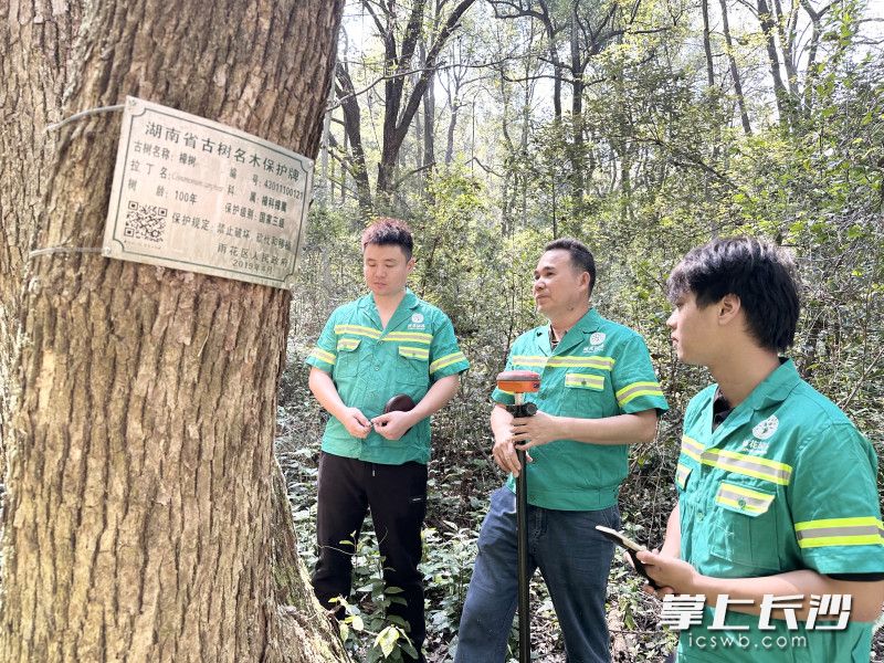 普查中,团队成员穿梭于街巷林间。 普查中,团队成员穿梭于街巷林间。