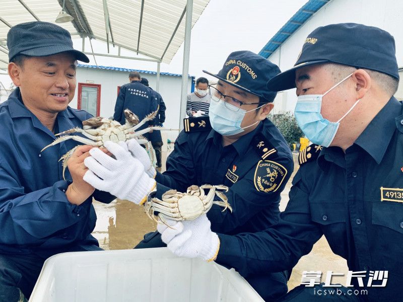 海关工作人员正在对出口澳门的大闸蟹抽样检测。均为长沙海关供图 海关工作人员正在对出口澳门的大闸蟹抽样检测。均为长沙海关供图