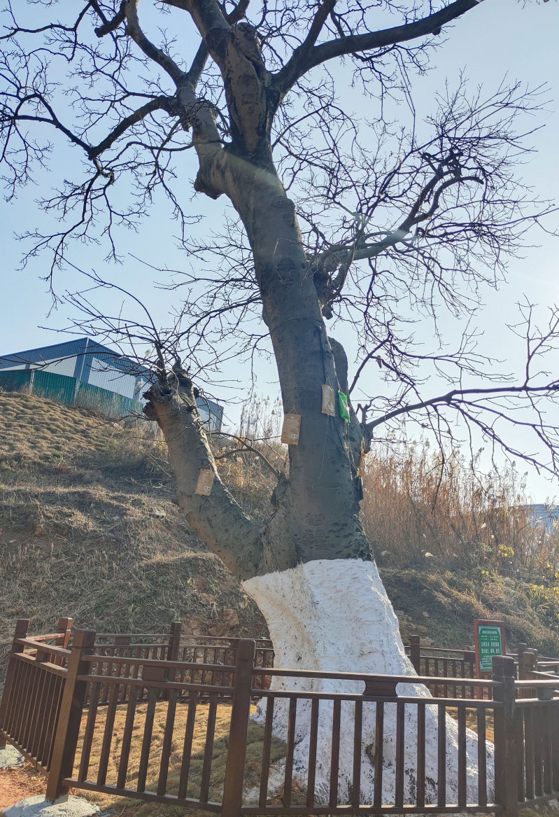 600年树龄的古树。 600年树龄的古树。