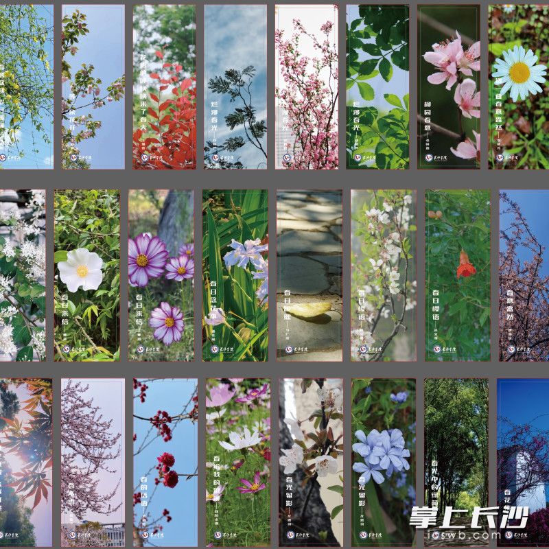 学生在活动中制作专属植物书签。均为长沙晚报通讯员 刘芳萍 供图 学生在活动中制作专属植物书签。均为长沙晚报通讯员 刘芳萍 供图
