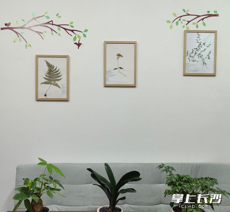 学生制作的标本通过评选后成为“上墙”作品。 学生制作的标本通过评选后成为“上墙”作品。