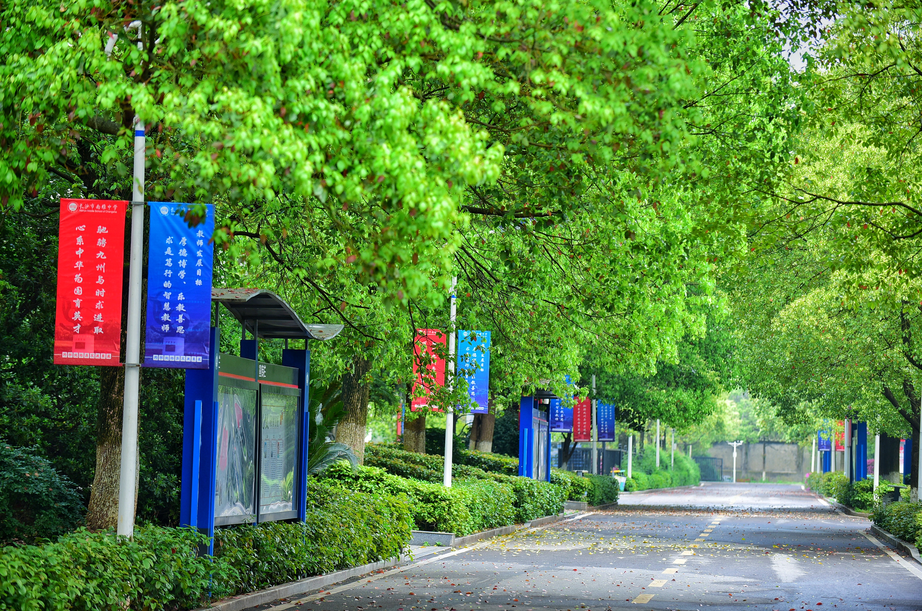 校园林荫道 校园林荫道