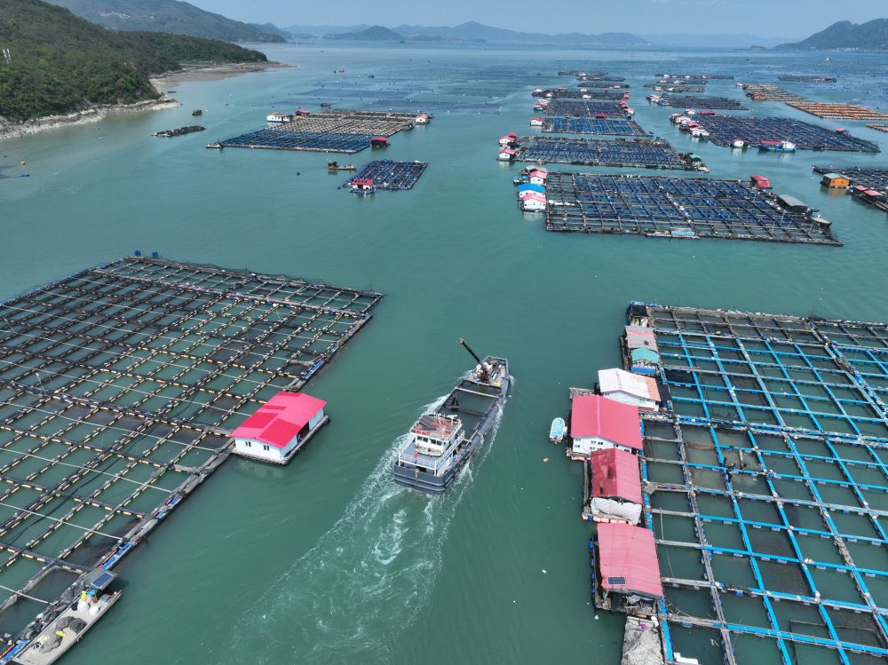 一艘装载240万尾大黄鱼鱼苗的活水船,从福建宁德三都澳海域出发,驶向霞浦县下浒镇海上养殖区(2026年4月25日摄,无人机照片)。新华社记者 姜克红 摄 一艘装载240万尾大黄鱼鱼苗的活水船,从福建宁德三都澳海域出发,驶向霞浦县下浒镇海上养殖区(2026年4月25日摄,无人机照片)。新华社记者 姜克红 摄