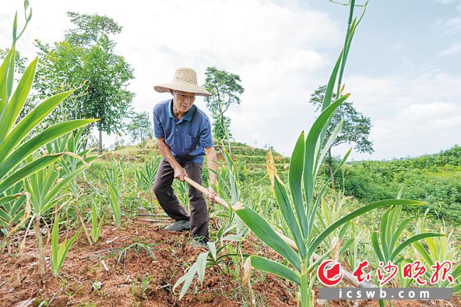 浏阳市普迹镇五丰村许家坳组油茶基地盘活了山林资源，也拓宽了村民增收渠道。均为邹麟 摄