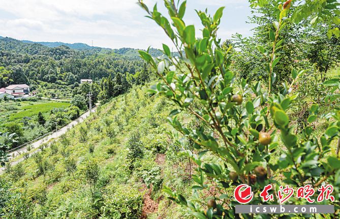 许家坳组油茶基地，栽下去4年的油茶已经挂果，油茶林里，间种了玉竹、天冬、射干、白及、黄柏等药材。