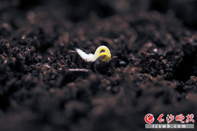 湖南省蔬菜研究所实验室,一粒红菜薹种子在培养土中刚刚发芽。 湖南省蔬菜研究所实验室,一粒红菜薹种子在培养土中刚刚发芽。