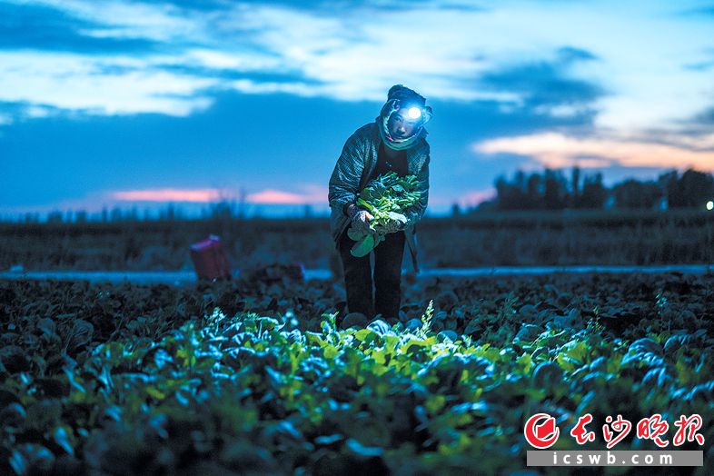 宁夏中卫,夜幕降临,一名菜农头戴矿灯站在菜田里,怀里抱着一捧刚采收的菜薹。 宁夏中卫,夜幕降临,一名菜农头戴矿灯站在菜田里,怀里抱着一捧刚采收的菜薹。