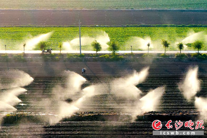 宁夏中卫和泰记蔬菜基地,无人机航拍视角下,数十组大型喷灌头在田块间同时作业。 宁夏中卫和泰记蔬菜基地,无人机航拍视角下,数十组大型喷灌头在田块间同时作业。