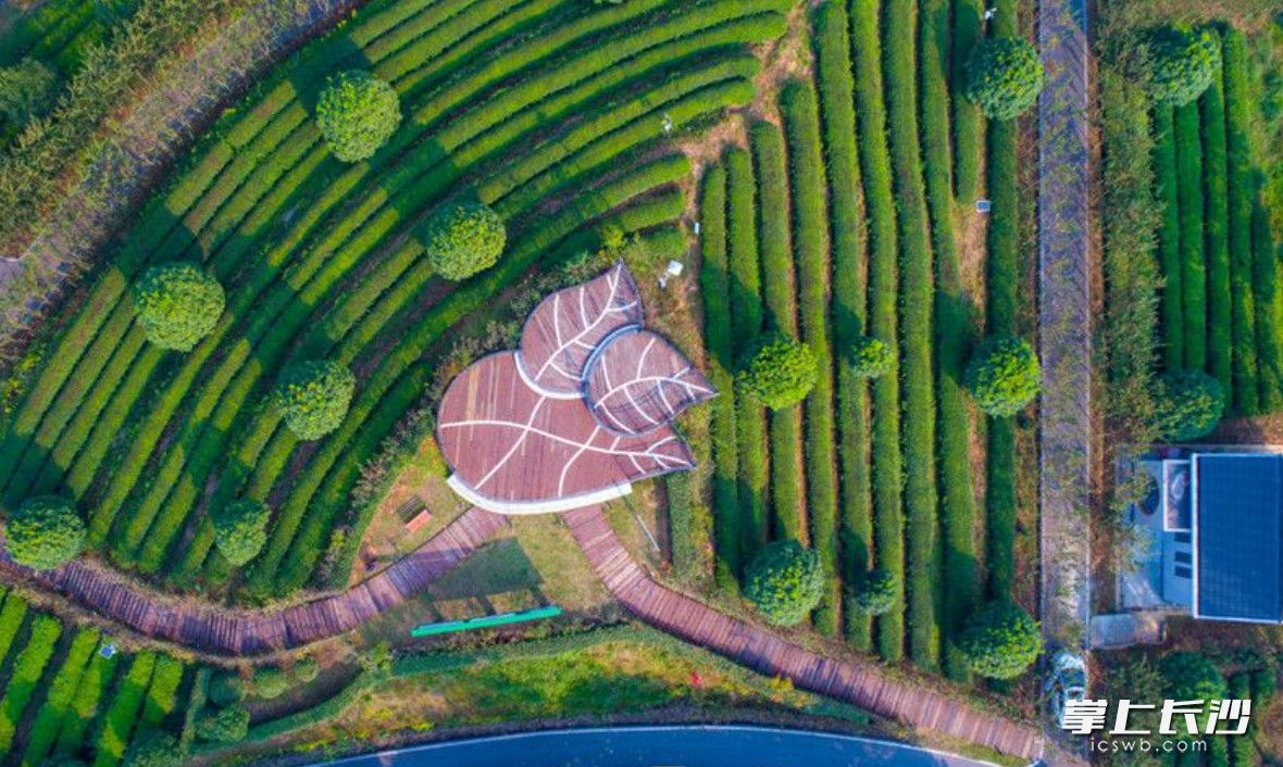 湘丰茶业庄园。星沙时报全媒体记者 章帝 摄